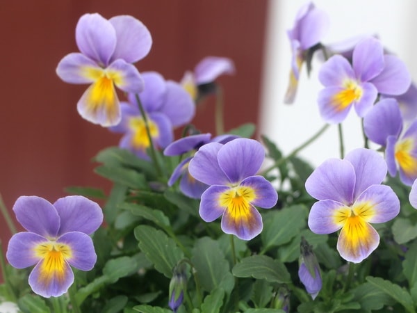 うえたオリジナルビオラ「アクアブルー」(3.5号ポット)