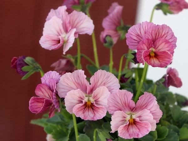 画像で花の色を選べる!!うえたオリジナルビオラ「キューティーベイン」<15番>