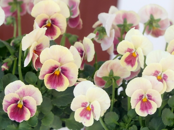 うえたオリジナルビオラ「十六夜(いざよい)」＜1番＞(3.5号ポット)