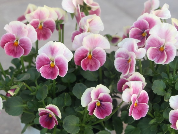 うえたオリジナルビオラ「十六夜(いざよい)」＜2番＞(3.5号ポット)