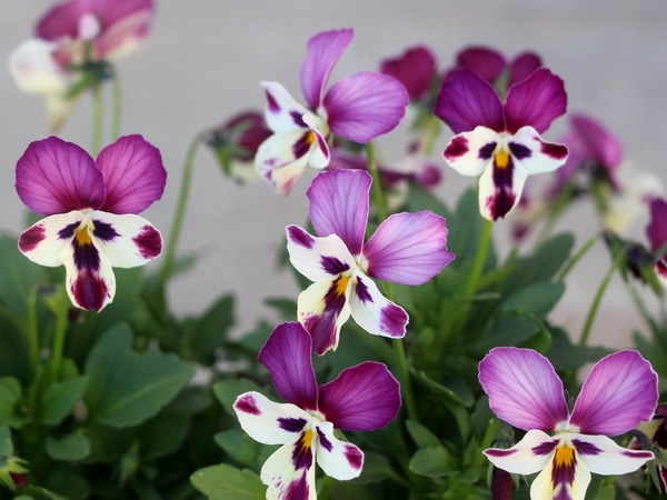 うえたオリジナルビオラ「エンジェルラブ」2番(3.5号ポット)