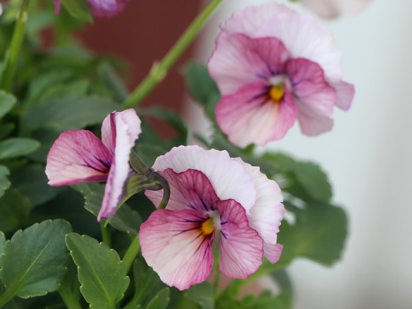 うえたオリジナルビオラ「キューティーベイン」現品1株のみ<14番>(3.5号ポット)