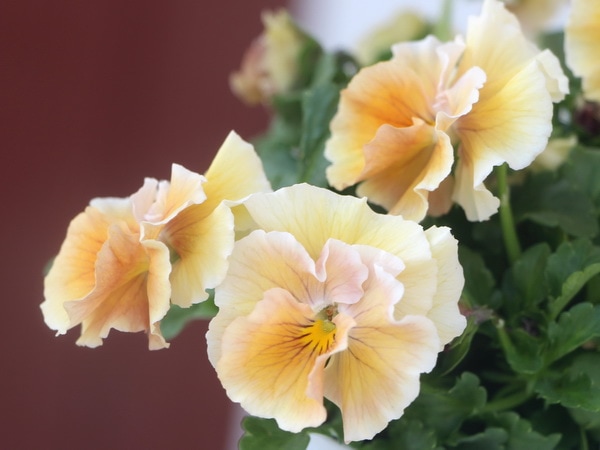 画像で色を選べる!! 高知・うえたさんのビオラ「シフォンピーチ」8番