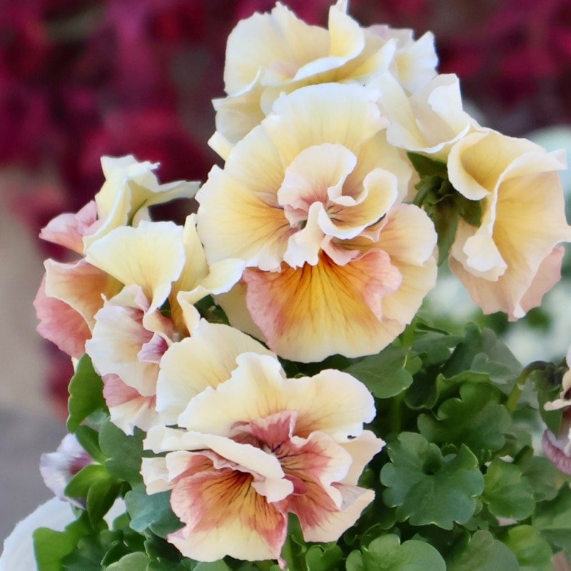 画像で色を選べる!! 高知・うえたさんのビオラ「シフォンピーチ」6番