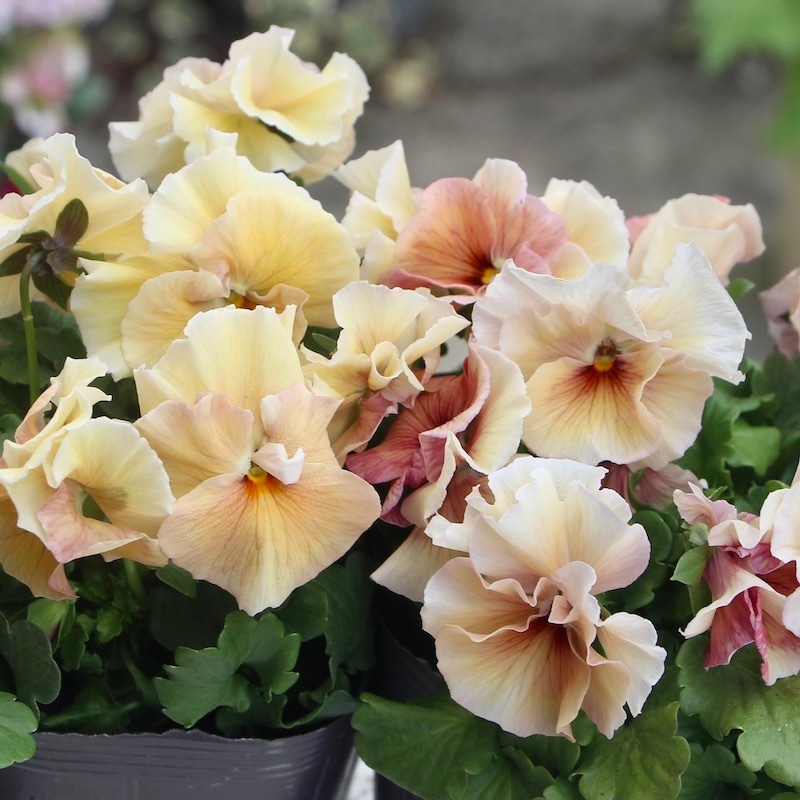 画像で色を選べる!! 高知・うえたさんのビオラ「シフォンピーチ」6番