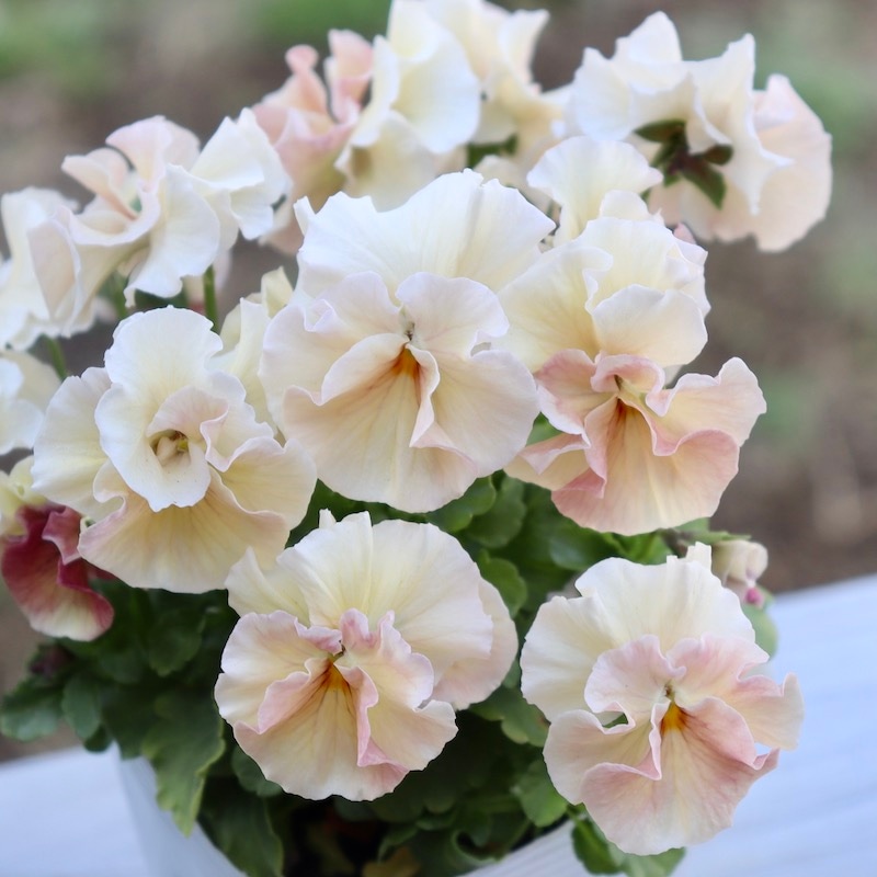 画像で色を選べる!! 高知・うえたさんのビオラ「シフォンピーチ」7番