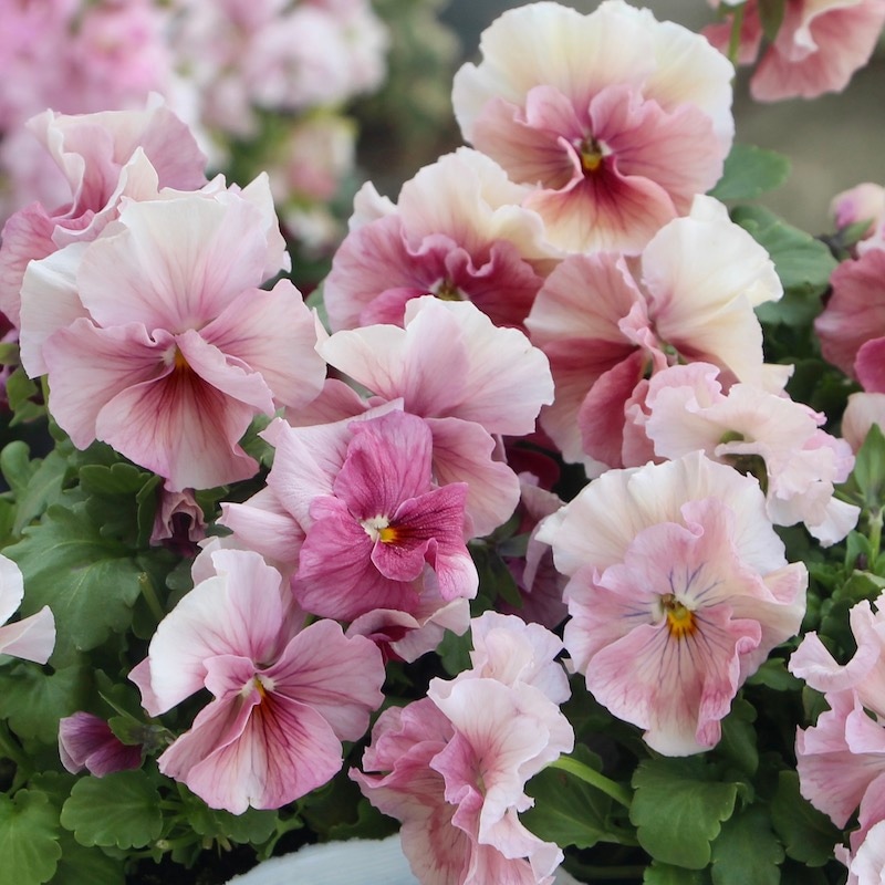 画像で色を選べる!! 高知・うえたさんのビオラ「シフォンピーチ」5番