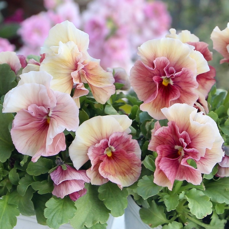 画像で色を選べる!! 高知・うえたさんのビオラ「シフォンピーチ」2番