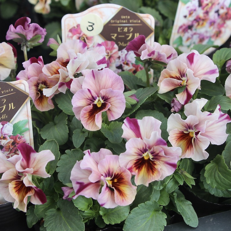 画像で色を選べる!!高知・植田さんのフリル咲きビオラ「マーブル」32番