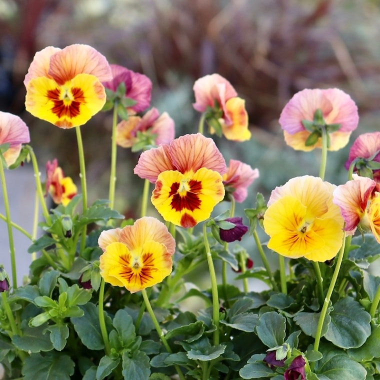 画像で花色を選べる!!うえたオリジナルビオラ「キューティーベイン」<1>