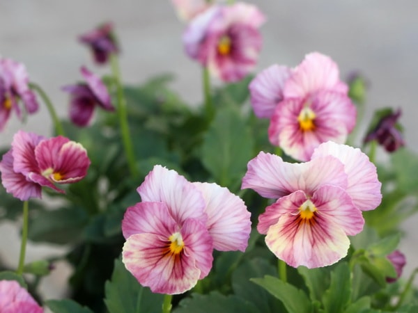 画像で花の色を選べる!!うえたオリジナルビオラ「キューティーベイン」<2>