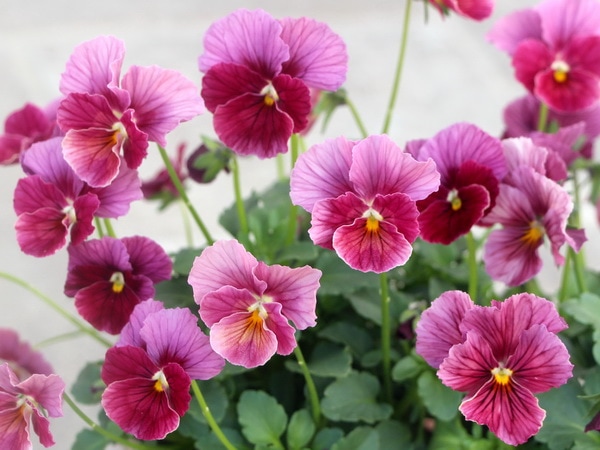 画像で花の色を選べる!!うえたビオラ「キューティーベイン」<3>