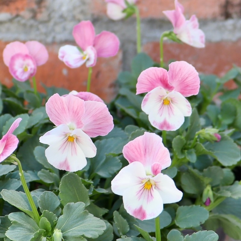 画像で色を選べる!! うえたオリジナルビオラ「スィートラブ」2番