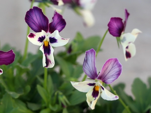 うえたオリジナルビオラ「エンジェルラブ」希少4番(3.5号ポット)