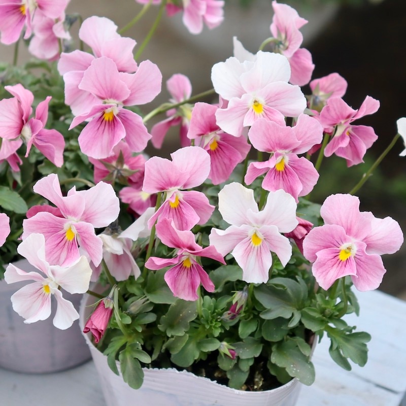 やっぱり可愛い(^^)うえたオリジナルビオラ「アクアピンク」(3.5号ポット)