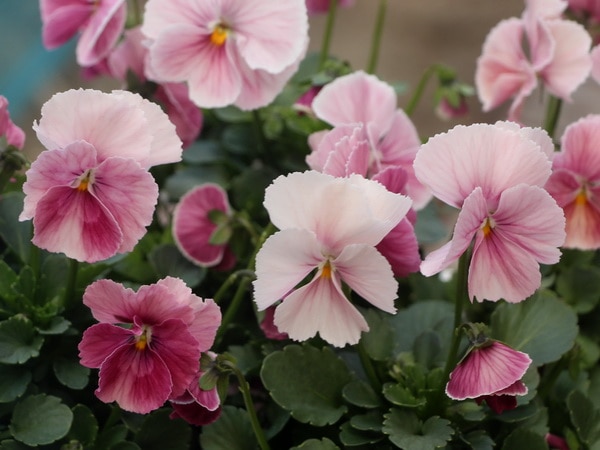 うえたビオラ「キューティーハート」3番(3.5号ポット)