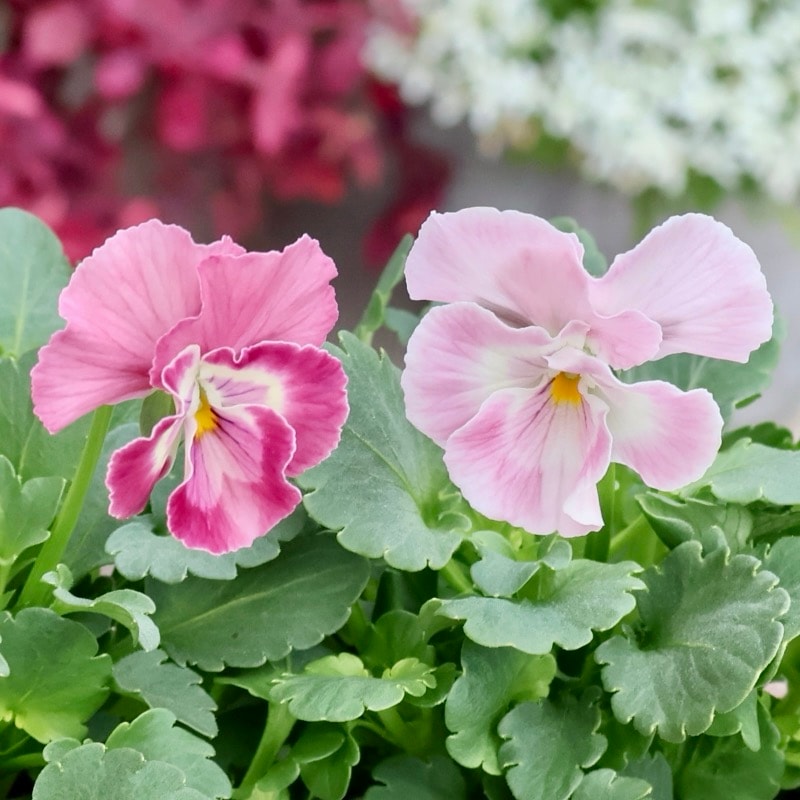 久しぶりの入荷♪うえたオリジナルビオラ「キューティーハート」(3.5号ポット)