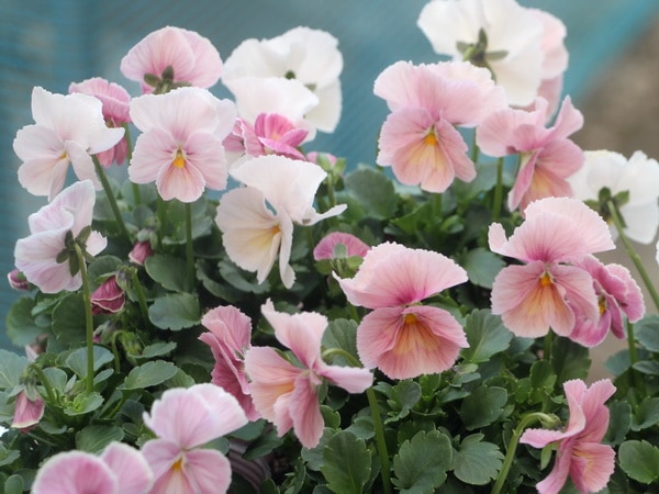 うえたビオラ「キューティーハート」1番(3.5号ポット)