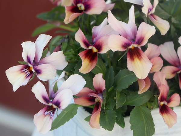 うえたオリジナルビオラ「パピヨンワールド」71番(3.5号ポット)現品1点物