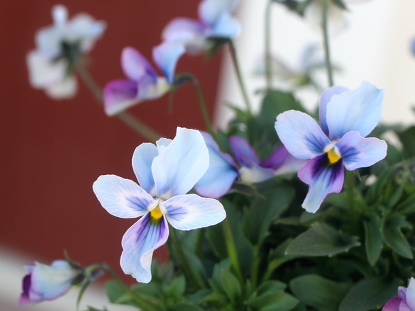 うえたオリジナルビオラ「パピヨンワールド」72番(3.5号ポット)現品1点物