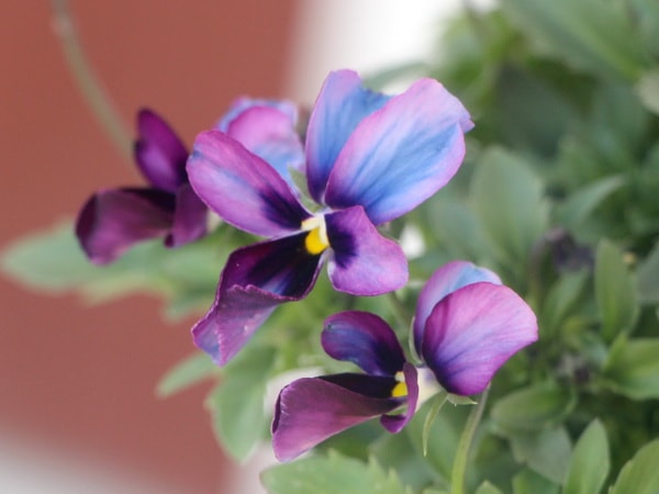 うえたオリジナルビオラ「パピヨンワールド」73番(3.5号ポット)