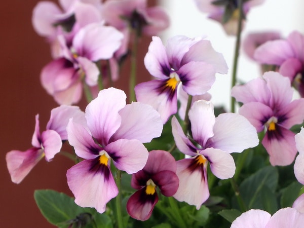 うえたビオラ「パピヨンワールド」69番(3.5号ポット)