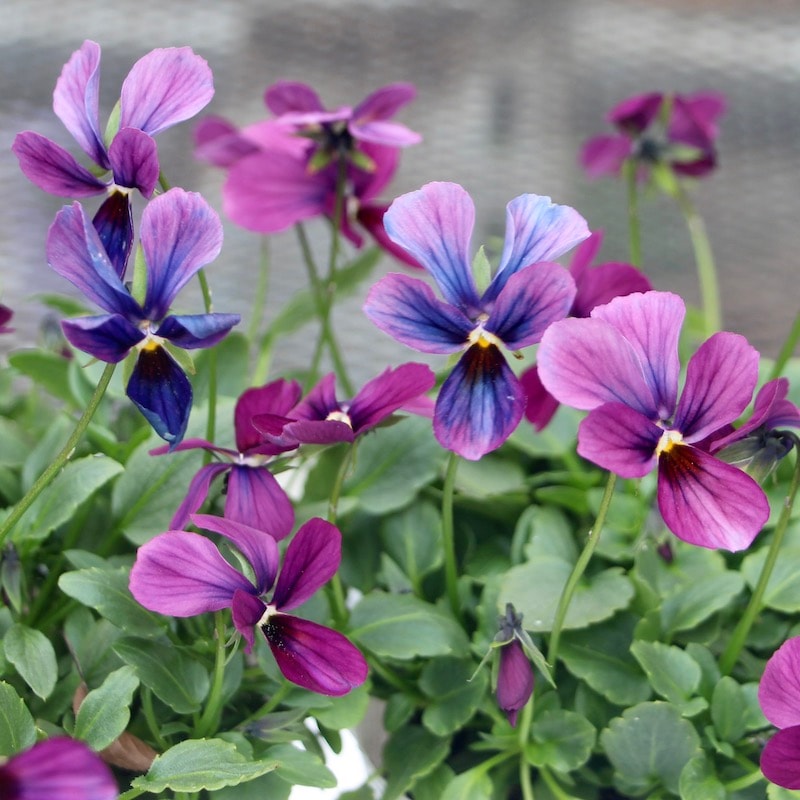 画像で花の色・形を選べる!!うえたオリジナルビオラ「パピヨンワールド」253番