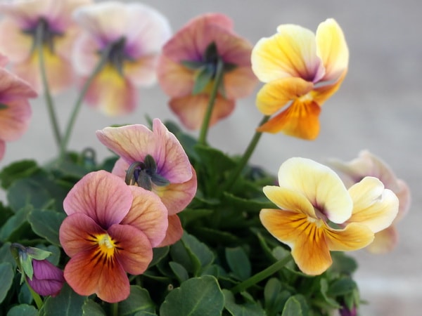 画像で花弁の色・形を選べる!!うえたビオラ「パピヨンワールド」61番