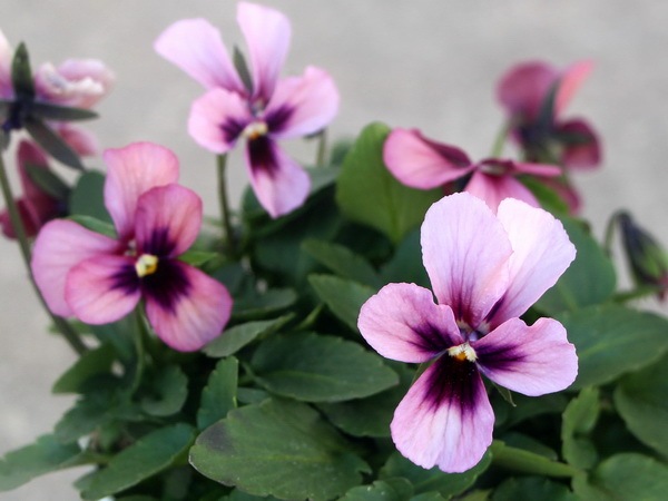 画像で花弁の色・形を選べる!!うえたビオラ「パピヨンワールド」63番