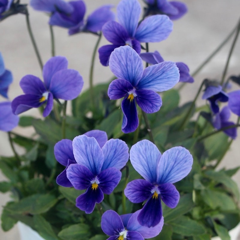 希少色★画像で花弁の色・形を選べる!!うえたオリジナルビオラ「パピヨンワールド」204番　　