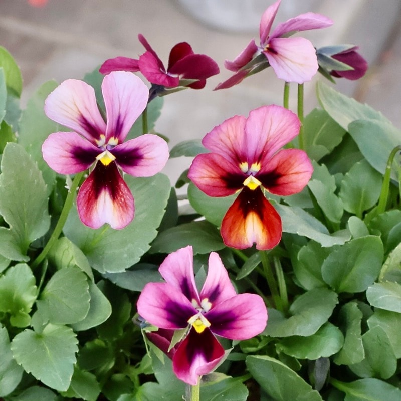 画像で花弁の色・形を選べる!! うえたオリジナルビオラ「パピヨンワールド」272番　　