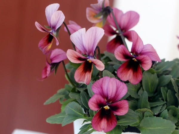 画像で花弁の色・形を選べる!! うえたオリジナルビオラ「パピヨンワールド」272番