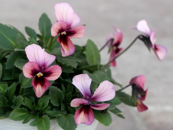 うえたビオラ「パピヨンワールド」52番(3.5号ポット)　