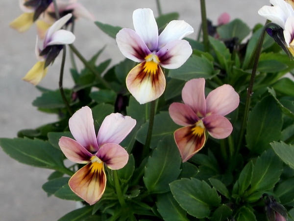 うえたオリジナルビオラ「パピヨンワールド」51番(3.5号ポット)現品1点物