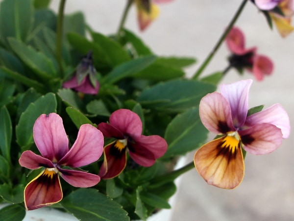 うえたオリジナルビオラ「パピヨンワールド」54番(3.5号ポット)現品1点物