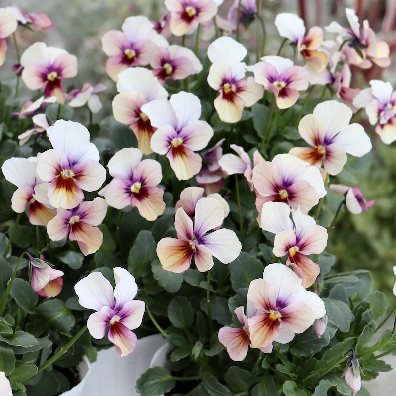 画像で花弁の色・形を選べる!!うえたビオラ「パピヨンワールド」240番