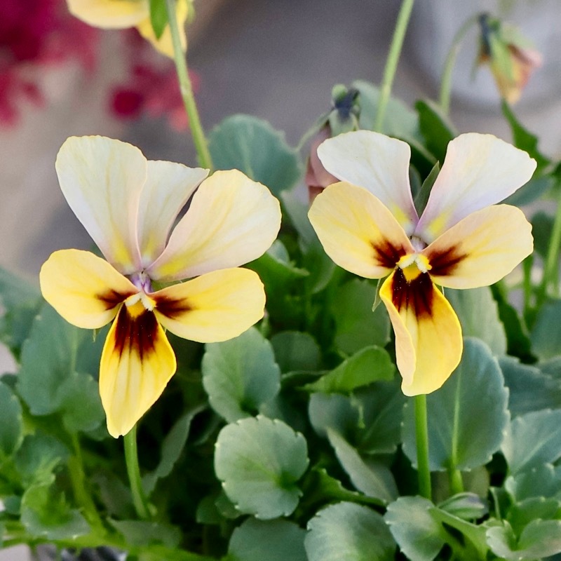 《2025年NEW画像撮影》画像で花弁の色・形を選べる!! うえたビオラ「パピヨンワールド」207番　　