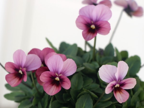 うえたビオラ「パピヨンワールド」56番(3.5号ポット)