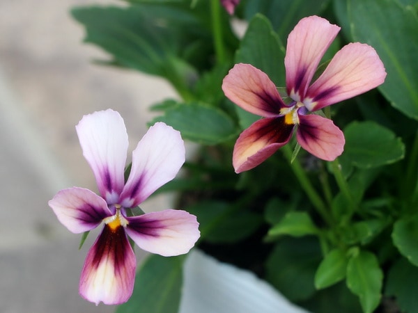 画像で花の色・形を選べる!!うえたビオラ「パピヨンワールド」34番