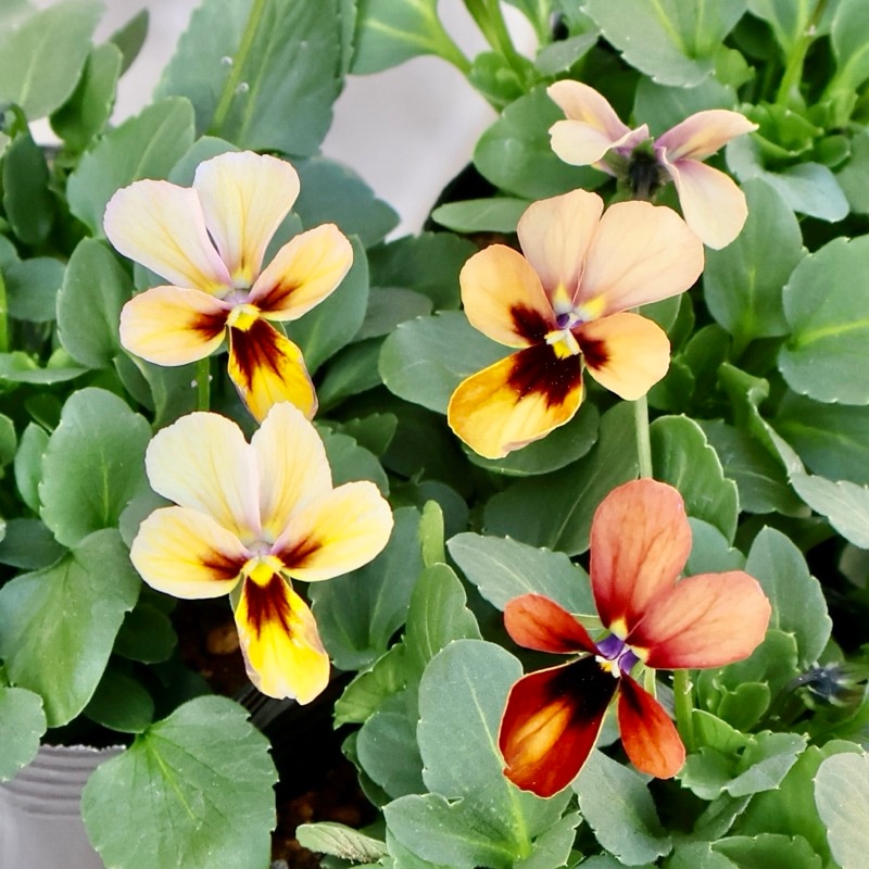 画像で花弁の色・形を選べる!!うえたビオラ「パピヨンワールド」214番　　