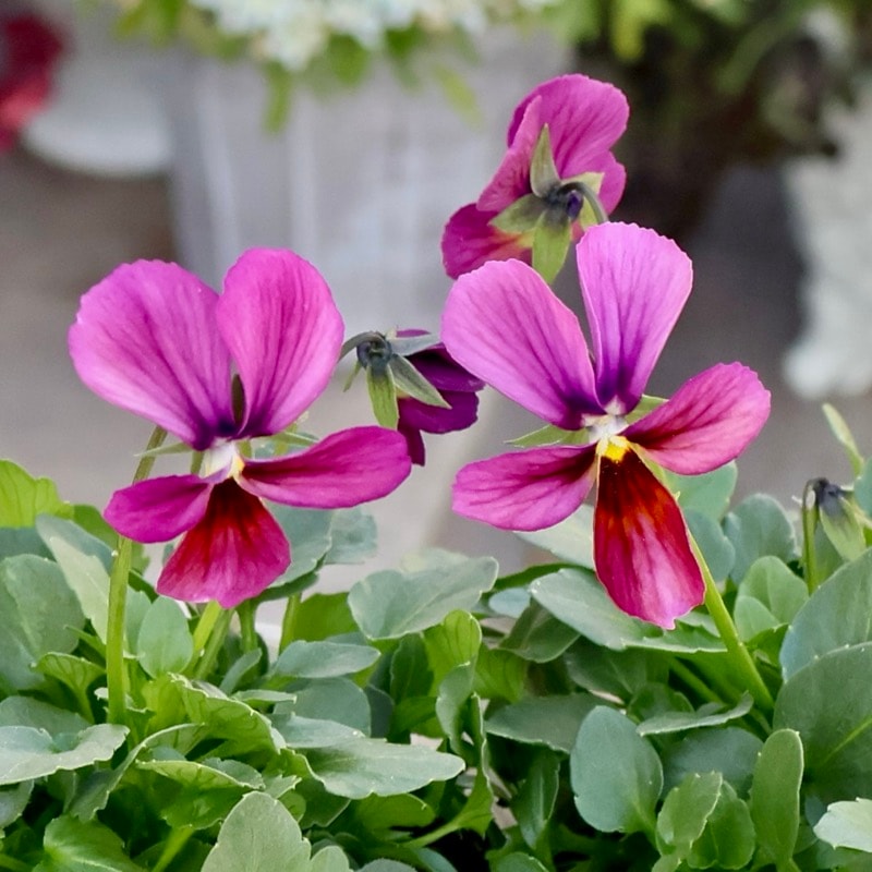 画像で花弁の色・形を選べる!!うえたビオラ「パピヨンワールド」294番