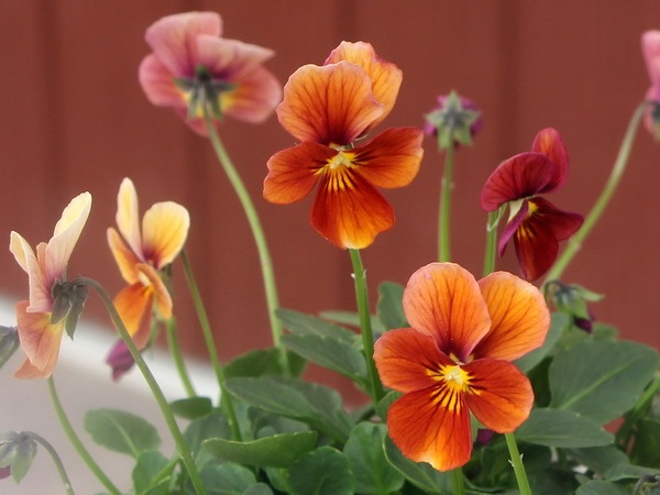 画像で花弁の色・形を選べる!!うえたオリジナルビオラ「パピヨンワールド」26番