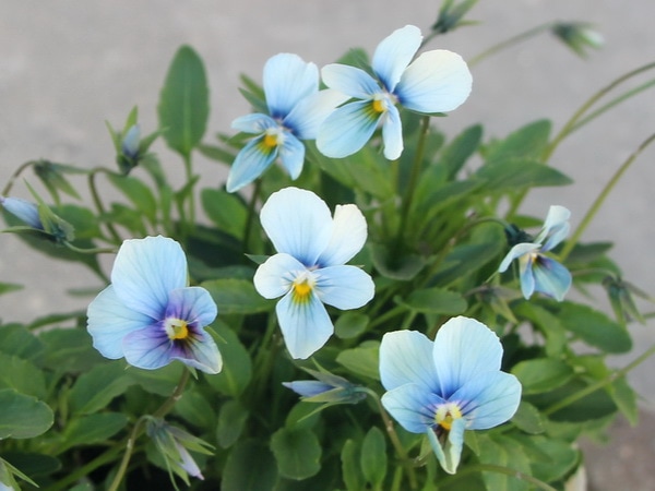 うえたオリジナルビオラ「パピヨンワールド」20番(3.5号ポット)