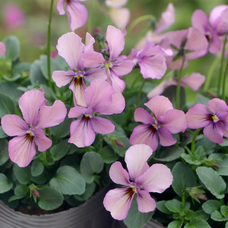 画像で花弁の色・形を選べる!!うえたビオラ「パピヨンワールド」290番