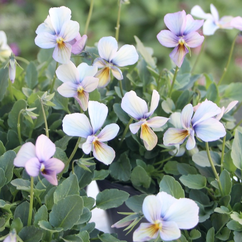 画像で花の色・形を選べる!!うえたオリジナルビオラ「パピヨンワールド」12番　