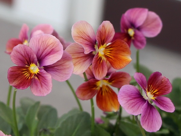 画像で花弁の色・形を選べる!!うえたビオラ「パピヨンワールド」11番