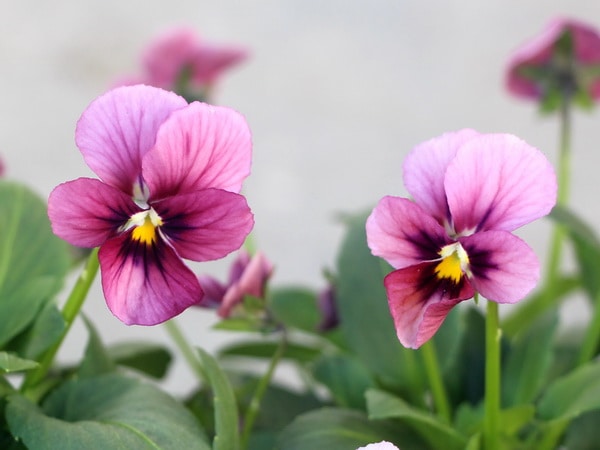 うえたビオラ「パピヨンワールド」4番(3.5号ポット)