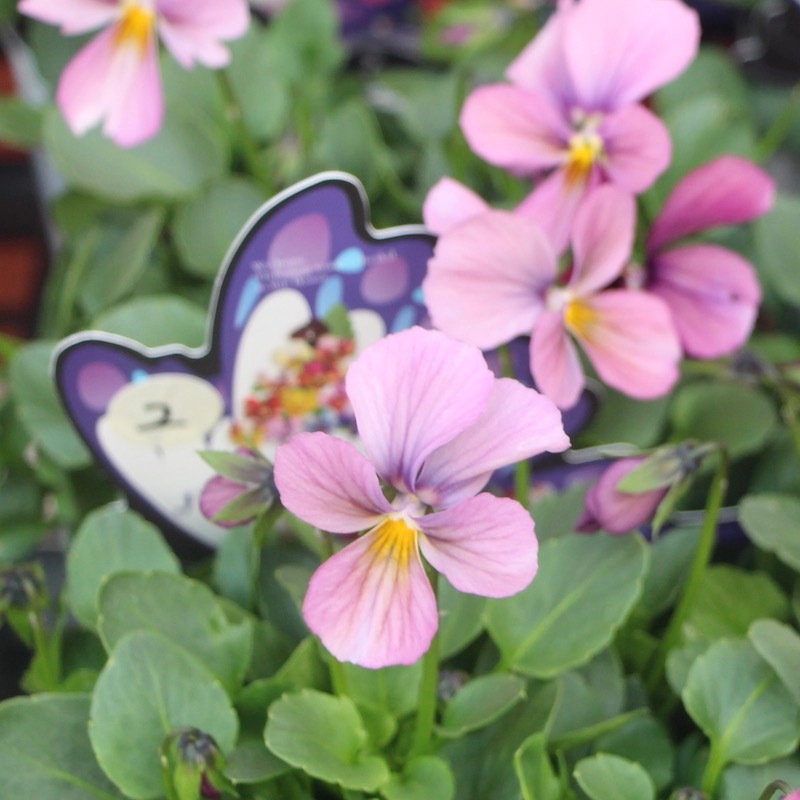 うえたビオラ「パピヨンワールド」2番(3.5号ポット)