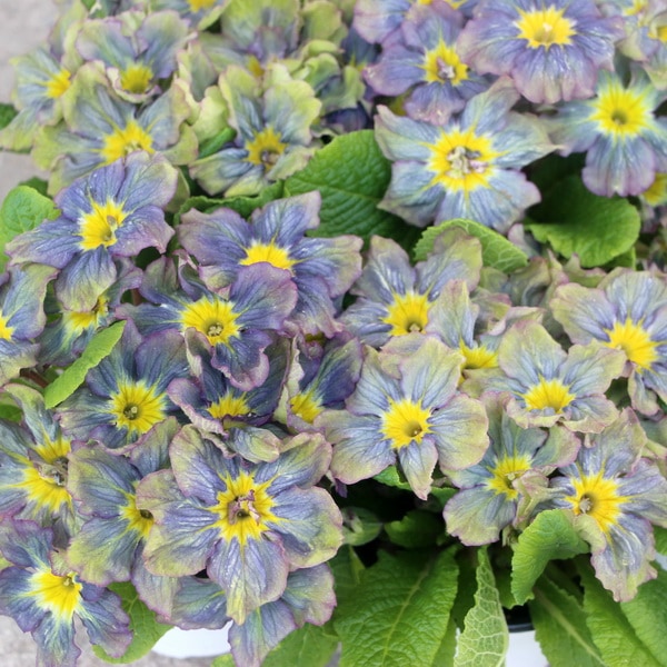 【3.5号鉢】見元さんの魅惑のプリムラ「マーベルグリーン」