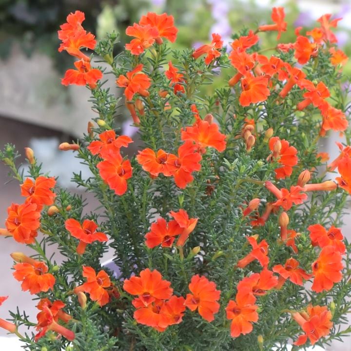 寒くなるともっと赤くなる♪初恋草「プリンセスレッド」【3.5号鉢】